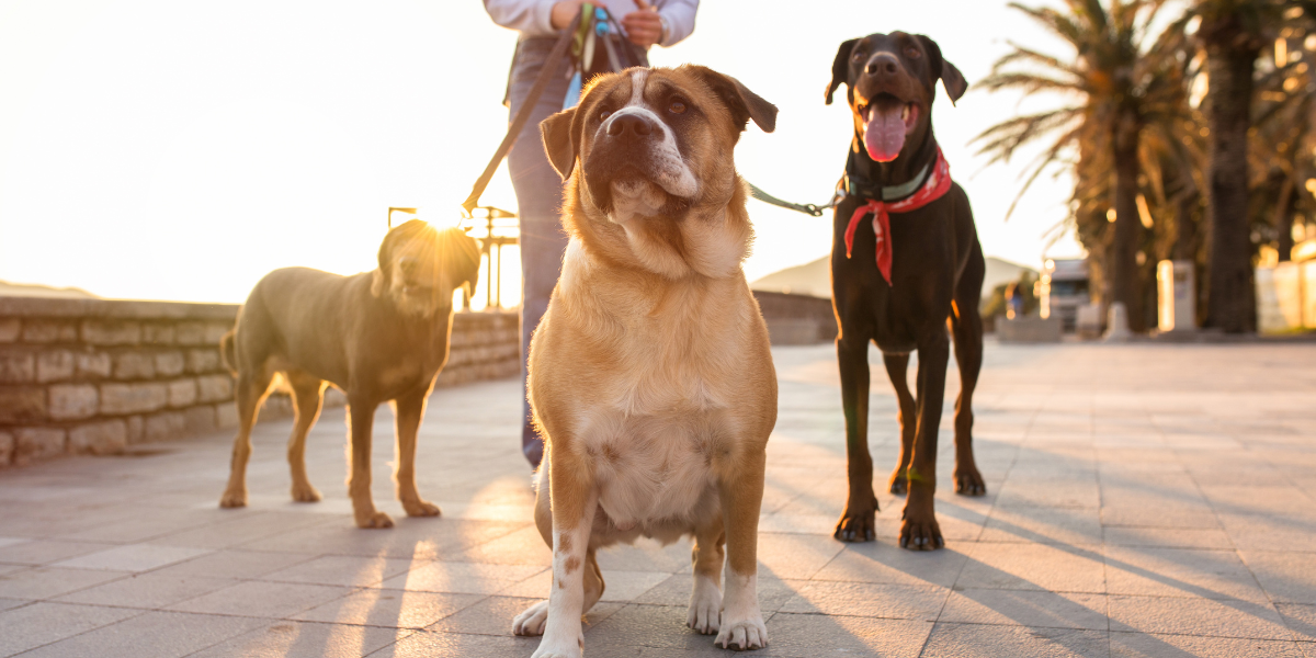 CBD Treats for Dogs