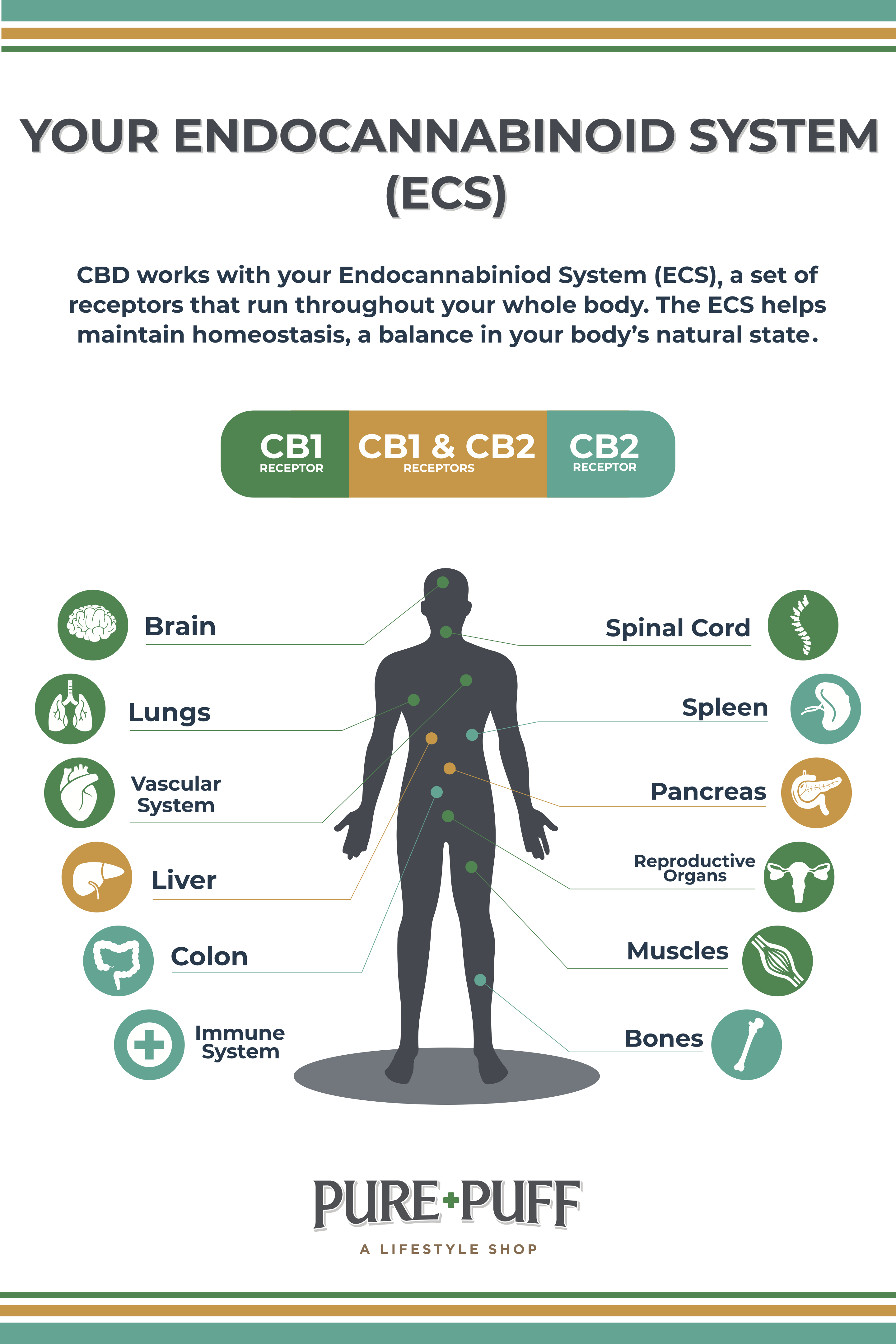 Beyond THC: Exploring The Benefits Of Cannabinoids · PurePuff